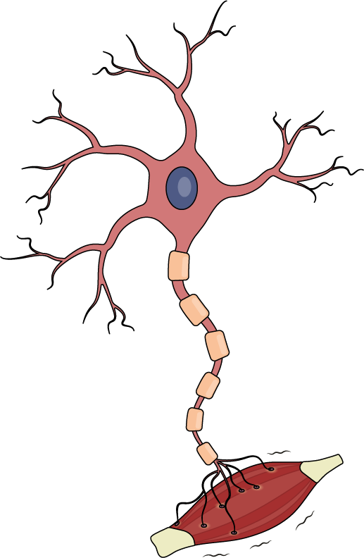 Healthy motor neuron